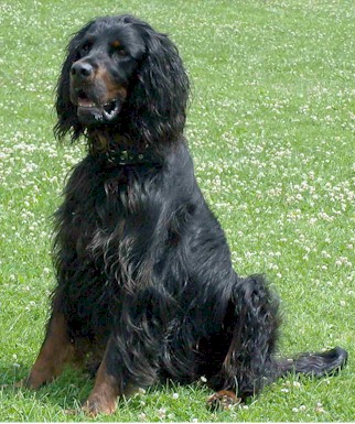 SETTER GORDON